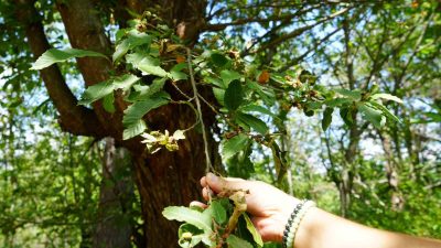 Karadeniz Bölgesi’nde görülen ve kestane ağaçlarını kurutan gal arısıyla mücadele