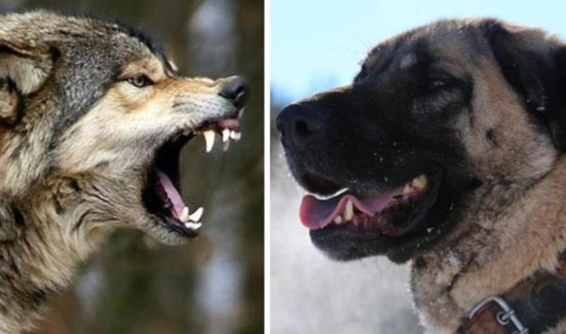 Kastamonu’nun merkeze bağlı Akçakese köyünde yiyecek arayan üç kurt, ev