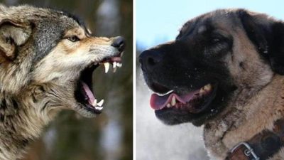 Kastamonu’nun merkeze bağlı Akçakese köyünde yiyecek arayan üç kurt, ev