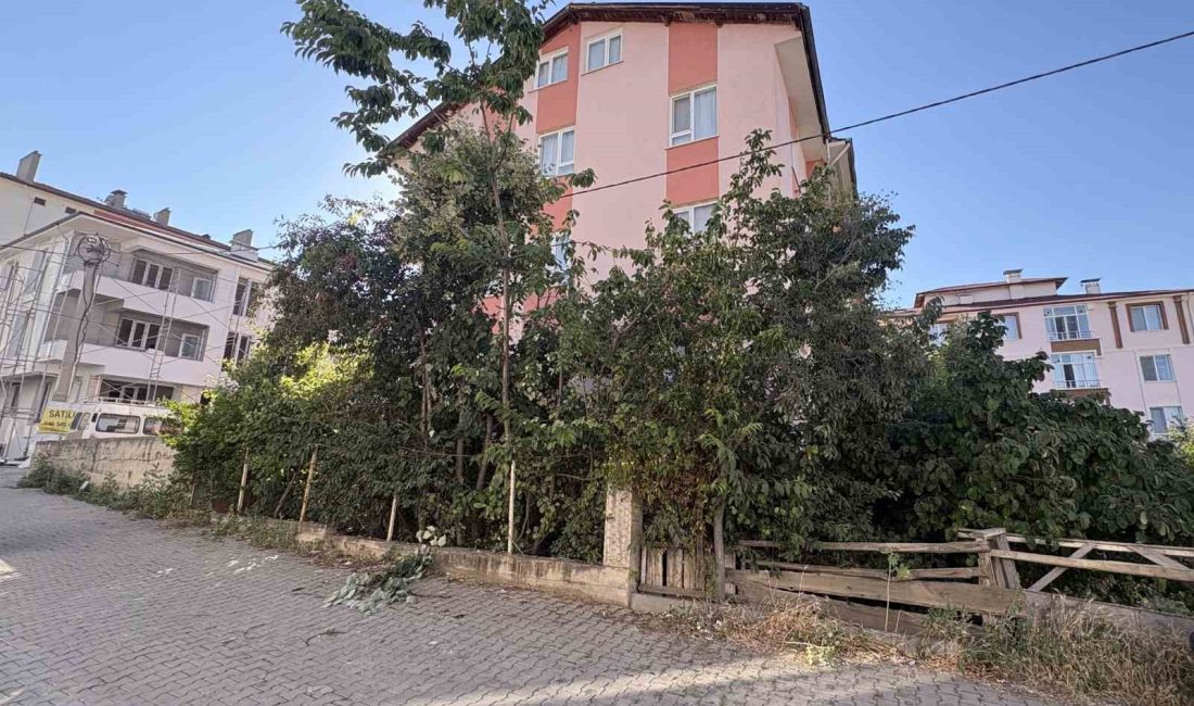 Kastamonu’nun Tosya ilçesinde ıhlamur toplamak için çıktığı ağaçtan düşen emekli