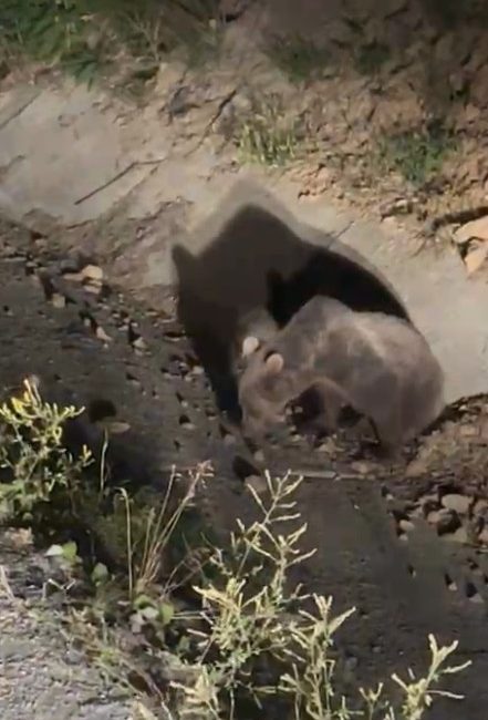 Kastamonu’da aracın çarptığı ayı vatandaşlar tarafından görüntülendi.