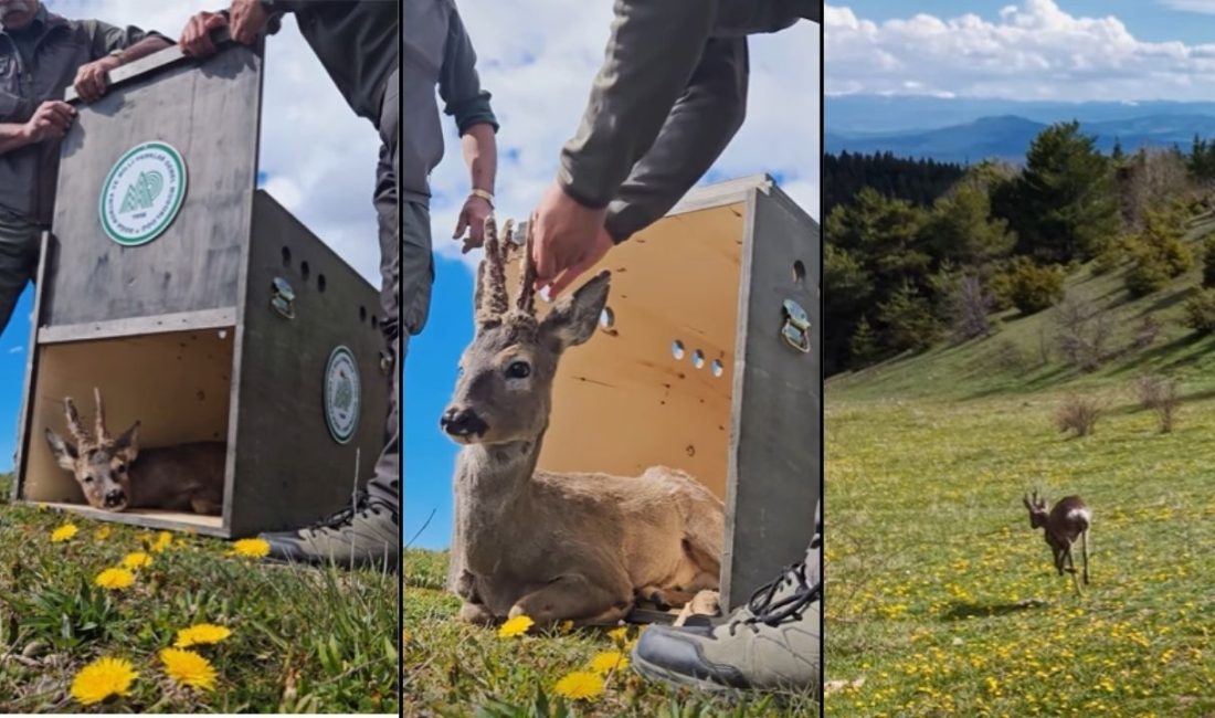 Kastamonu’da tedavi altına alınan bir karaca, sağlığına kavuşmasının ardından yeniden