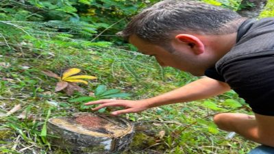 Kastamonu’da ormanların sağlığını tehdit eden zararlı böceklere karşı biyolojik mücadele