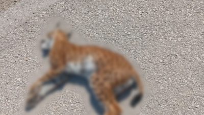 Tokat’ın Niksar ilçesinde nesli tehlike altında bulunan ve “Ormanın hayaleti”