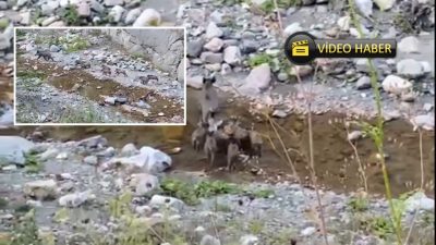 Kastamonu’nun Çatalzeytin ilçesinde 12 Eylül Cumartesi günü dere kenarında domuz